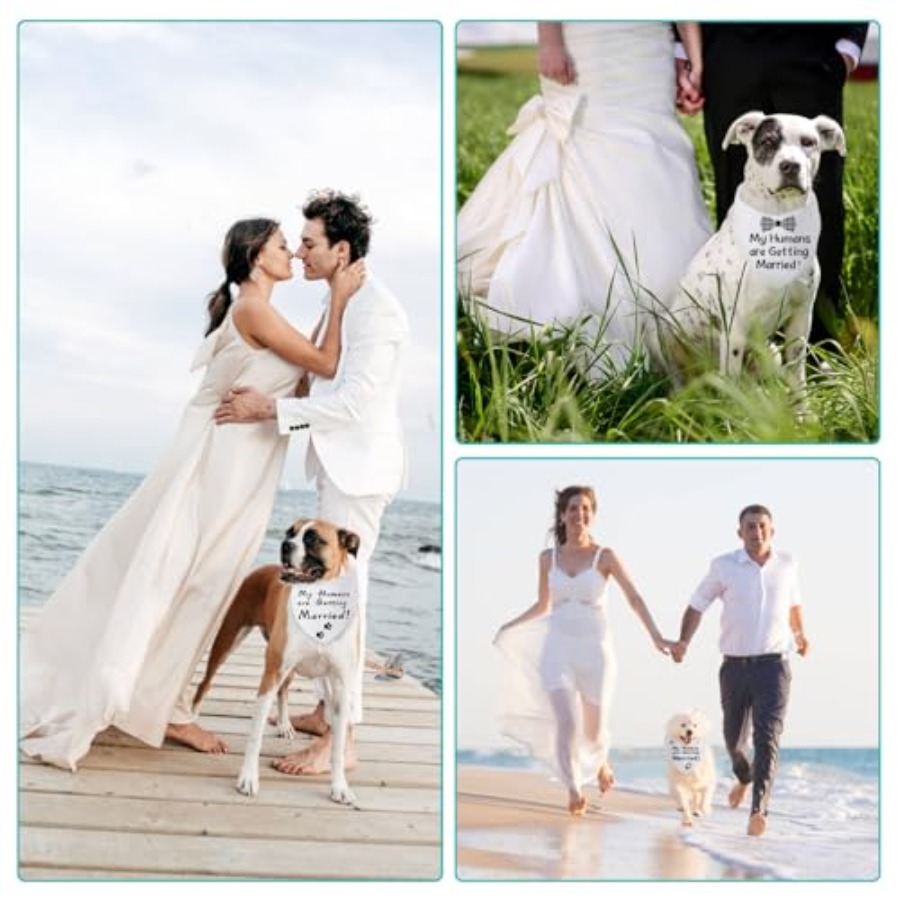 Blank Dog Bandanas Large-1PCS, - Bandana Blank White บทวิจารณ์และราคา