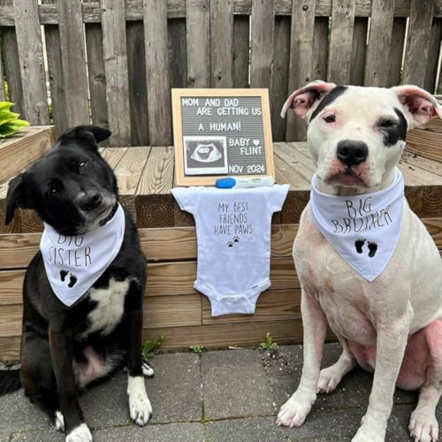 Blank Dog Bandanas Large-1PCS, - Bandana Blank White บทวิจารณ์และราคา
